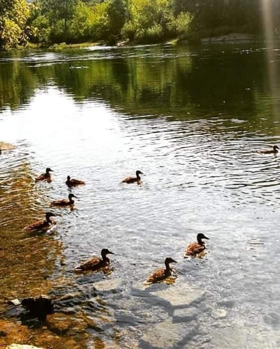 Flora&Fauna بيهاتش المظهر الخارجي الصورة